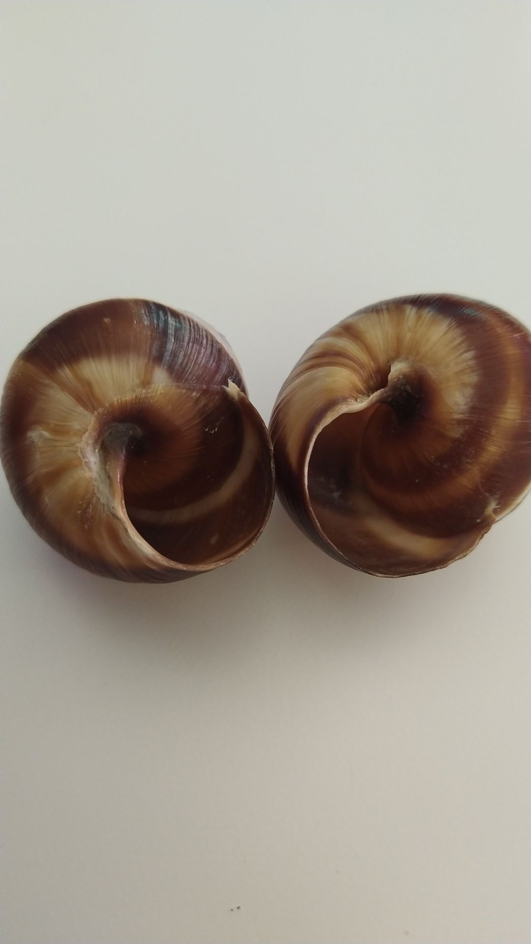 Concha de caracol / escargot