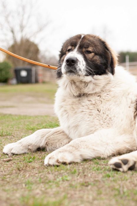 Tornjak Bośniacko Chorwacki pies pasterski reproduktor