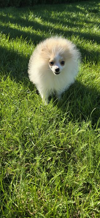Szpic miniaturowy pomeranian piesek