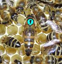 бджоломатки Карніка Скленар (F1) від Гуідо Скленар. бджоли, матка