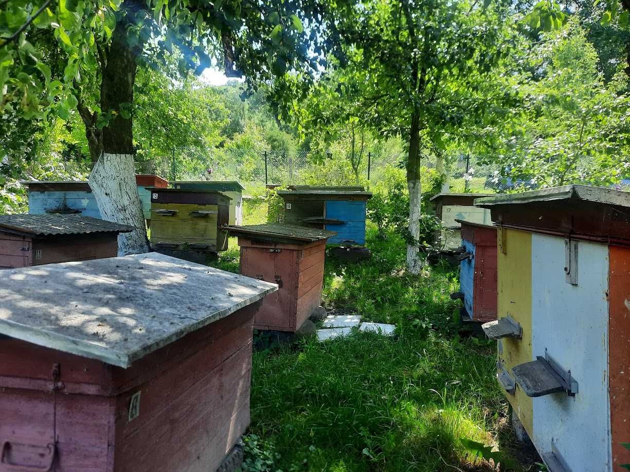 Продам Вулики недорого