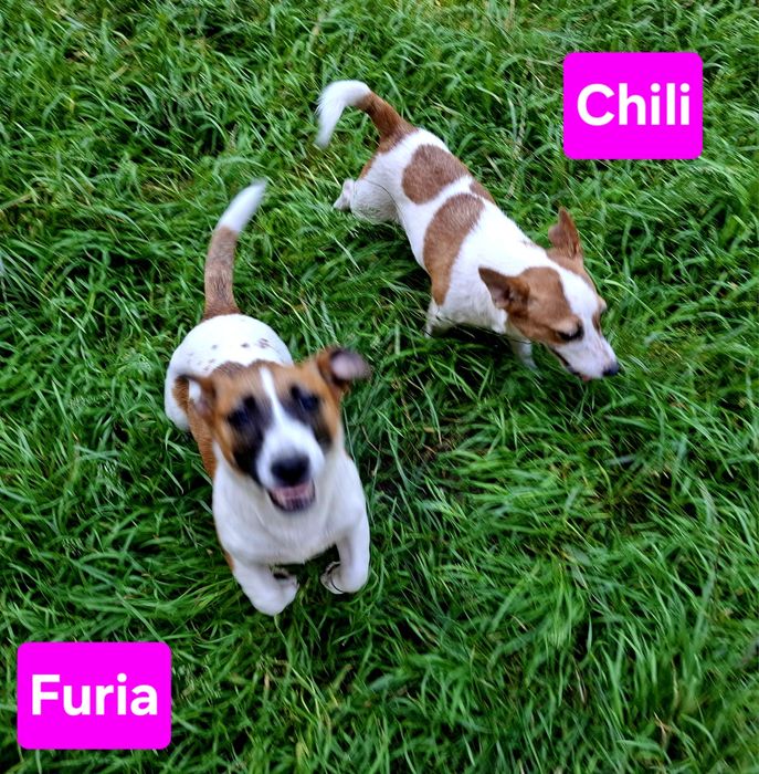 Suczka krótkowłosa Jack Russell niskie nóżki RODZICE w hodowli