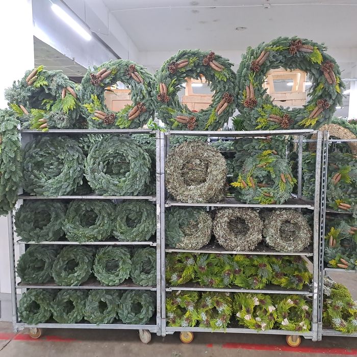 Gałęzie jodly nobilis i nordman oraz wianki