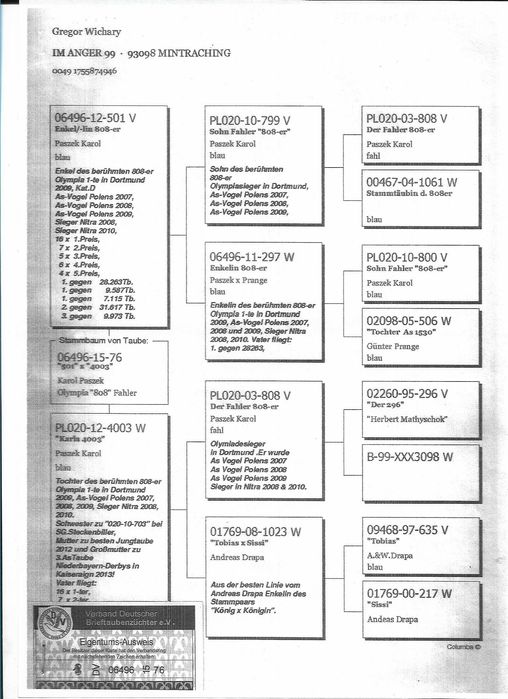 Gołębie pocztowe Karol PASZEK 808 inbredy