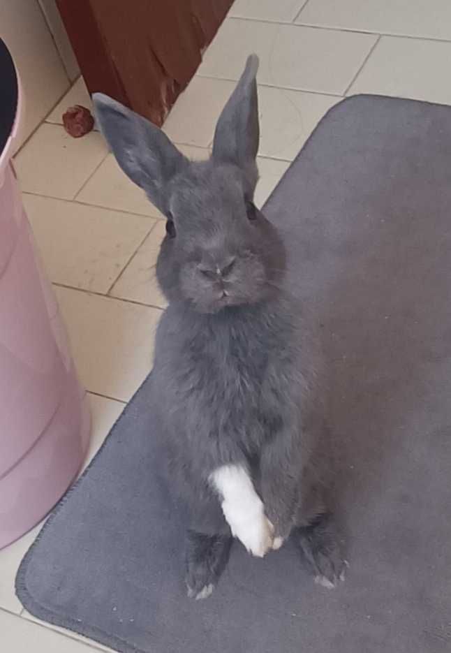 Coelho mini com 3 meses