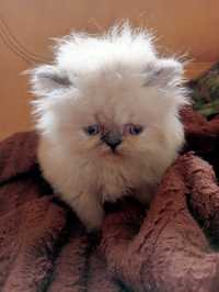 Rezerwacja Kot perski kocica pers perskie