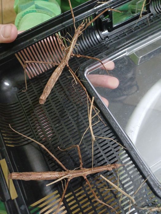 Patyczaki do oddania.