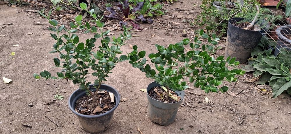 Ameixa de Natal (Carissa Macrocarpa)