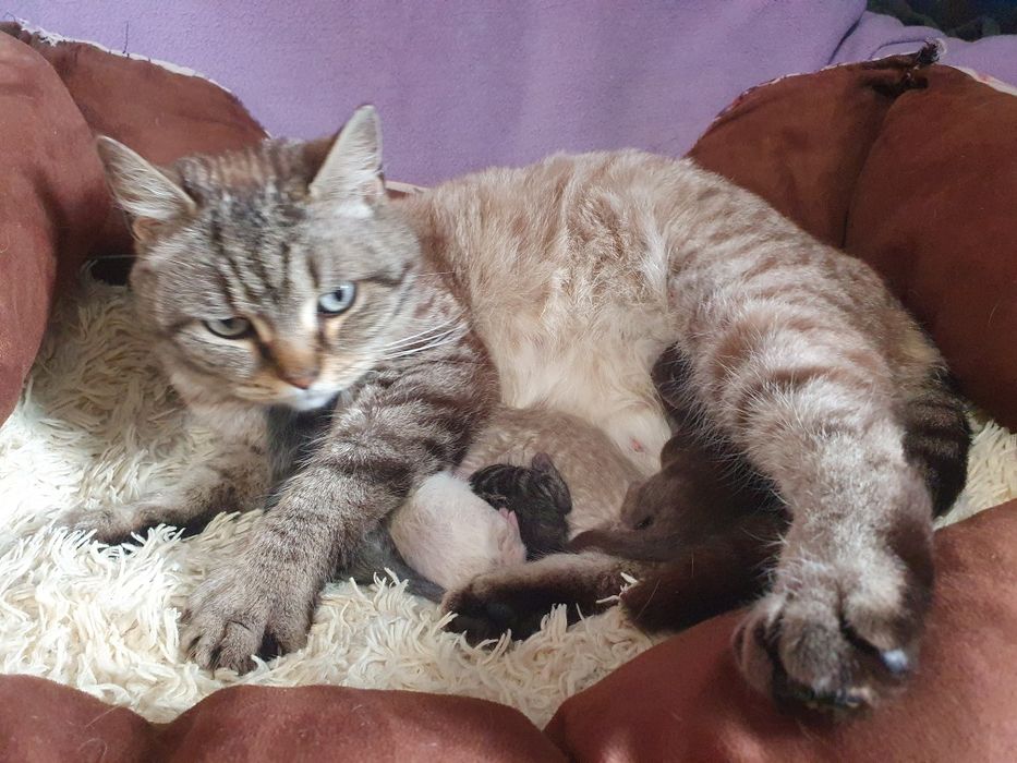 Котик ,окрас шоколадный таби