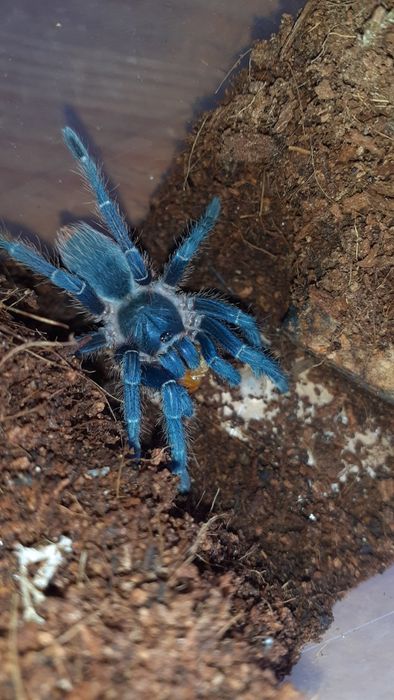 aphonopelma seemanni 2dc samiec