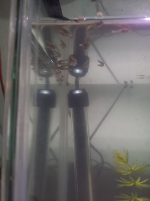 Crias de guppys xxl