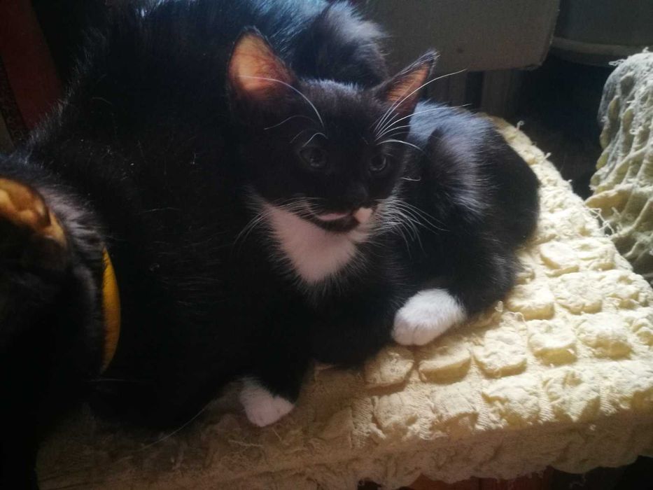 Кошеня у подарунок! Котики та кошечки 2 мес. едят все, лоток на 5!