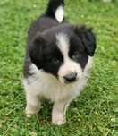 Border collie- suczka gotowa do zmiany domu