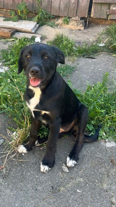 Віддамо у добрі руки цуценя, дівчинка стерилізована