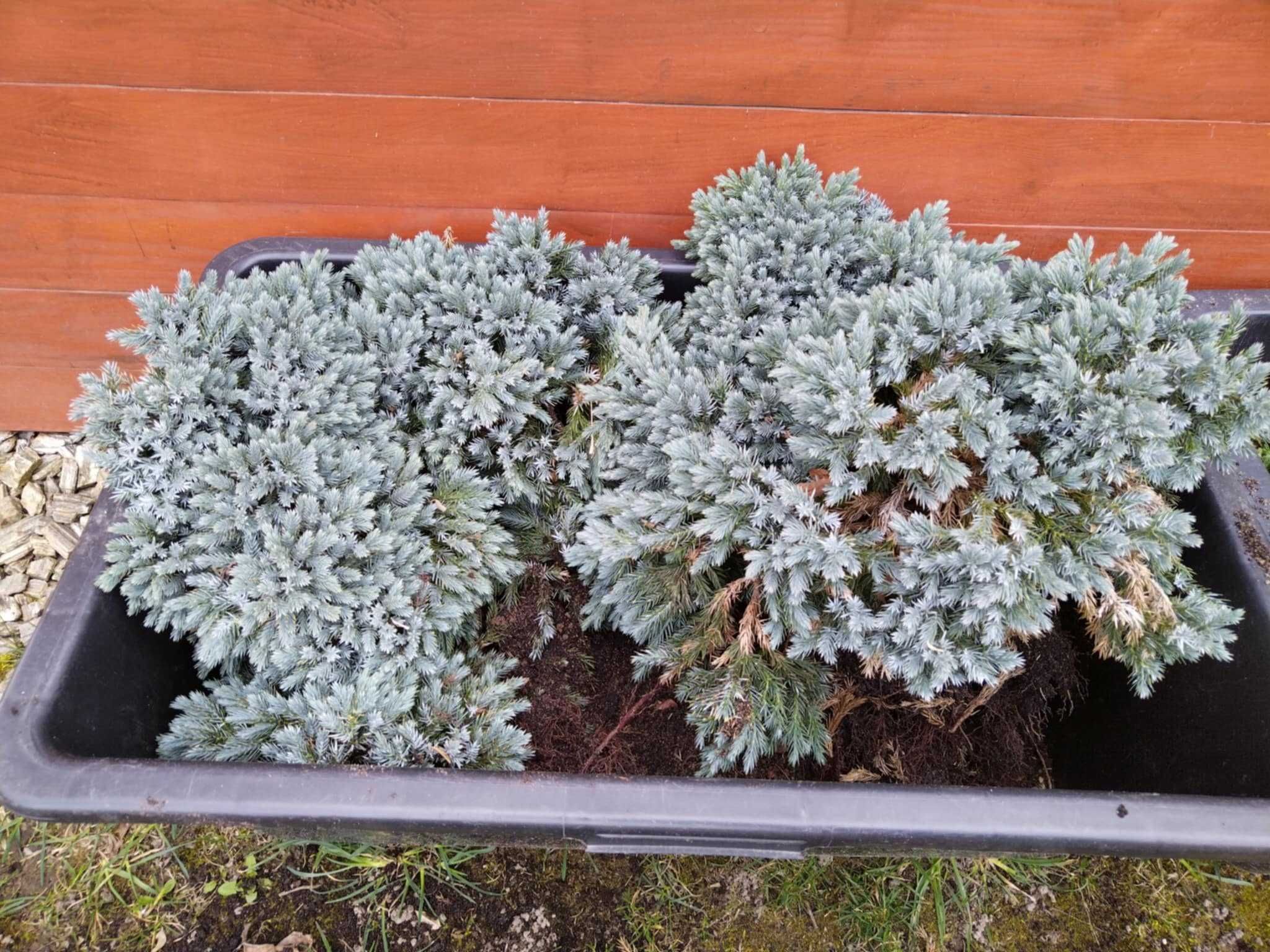 Sprzedam 2 sadzonki iglaków