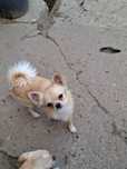 Chihuahua długowłosy Kurczaczek