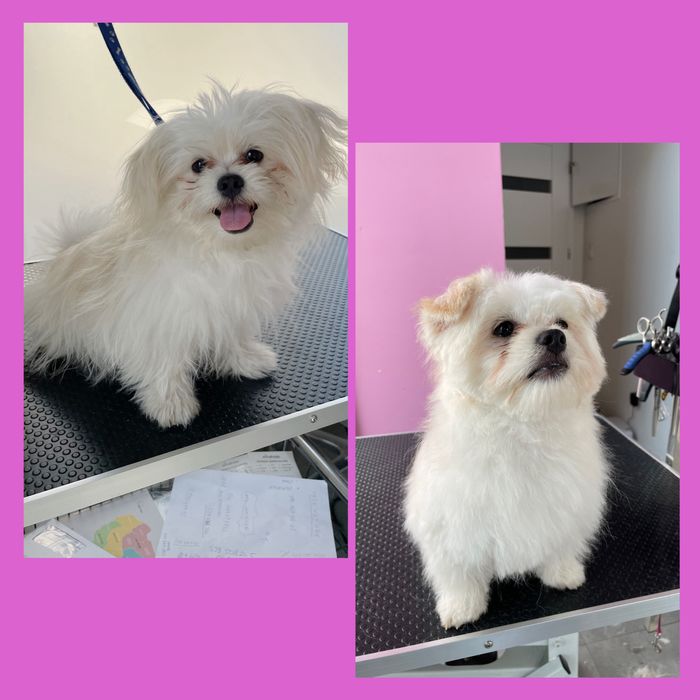 Psi Fryzjer z Doświadczeniem - Pielęgnacja z Miłością