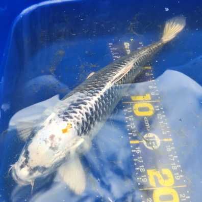 Carpas  Koi - Nishikigoi