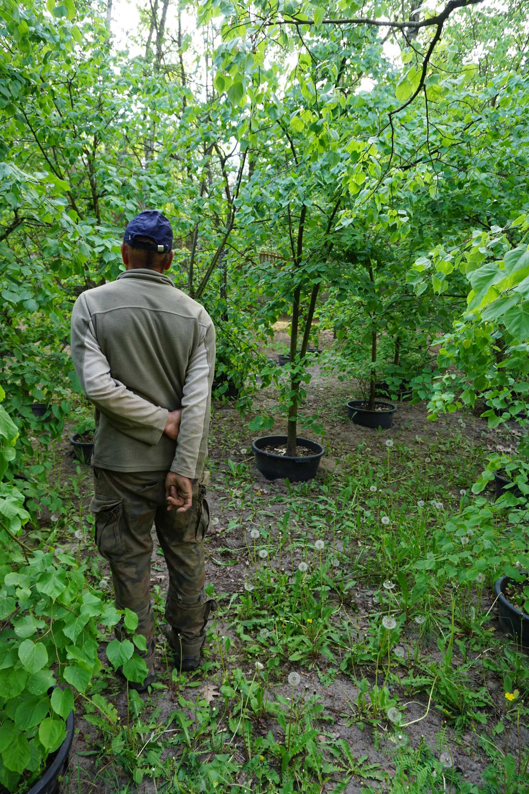 200-300cm lipa szerokolistna _ lipa wielkolistna _ Tilia platyphyllos