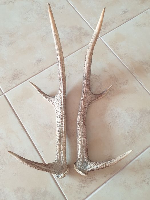 Poroże 2 sztuki 44 cm