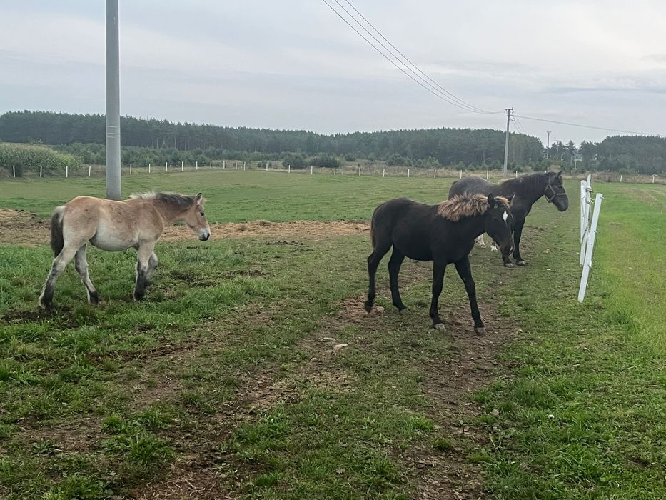 Źrebaki i klacze źrebne