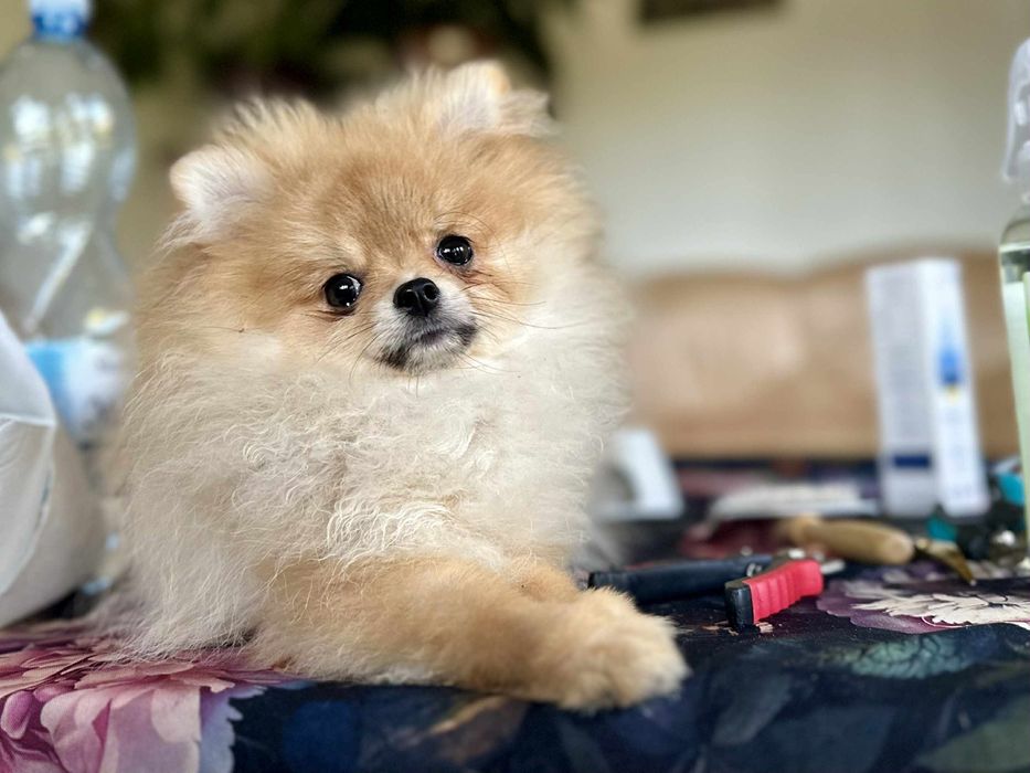 Pomeranian cudna dziewczynka FCI