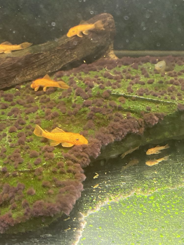 Zbrojnik, Ancistrus Red- glonojad, rezerwacja