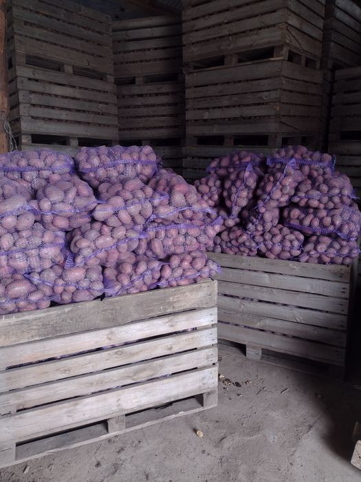 Ziemniaki Baltic Rose  sprzedam