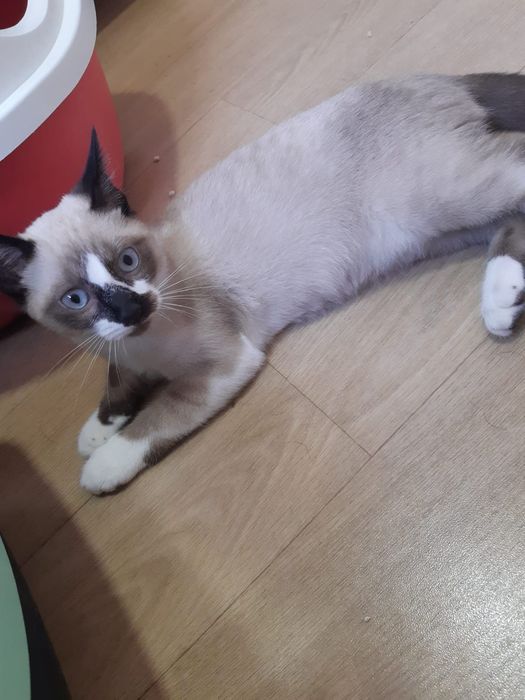 Gatinhos para adopção