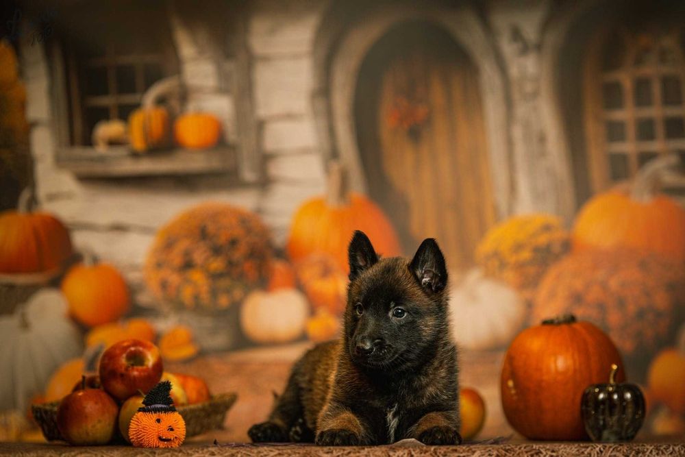 Owczarek Belgijski Malinois Piesek FCI