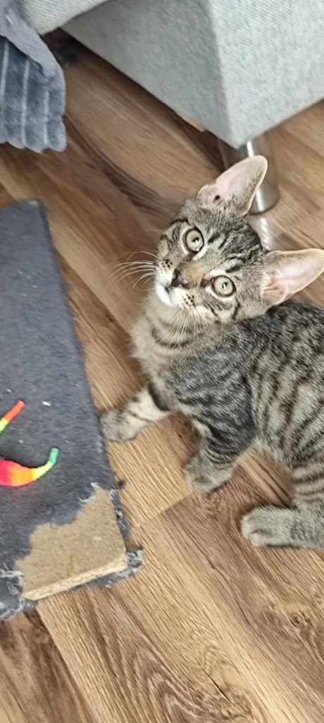 Do pilnej adopcji kocurek kociak Miron