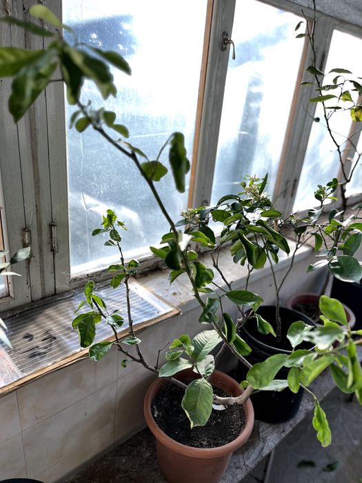 Продам цитрусове дерево (Лимон, Азербайджан, м. Шекі) 95 см - висота