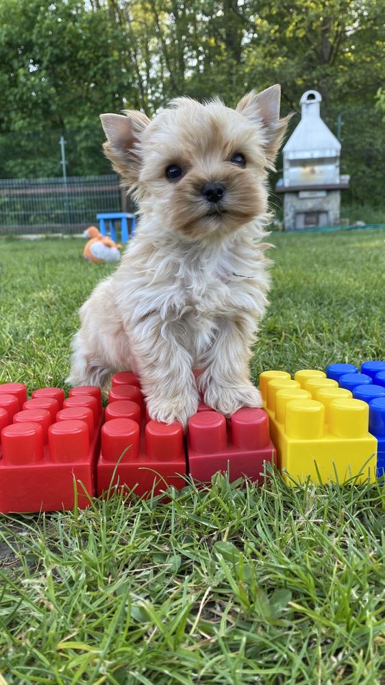 Golddust Yorkshire Terrier- malutki chlopczyk