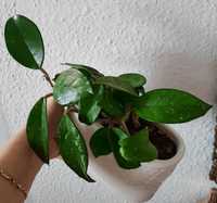 Hoya woskownica carnosa hoja dwie rosnące