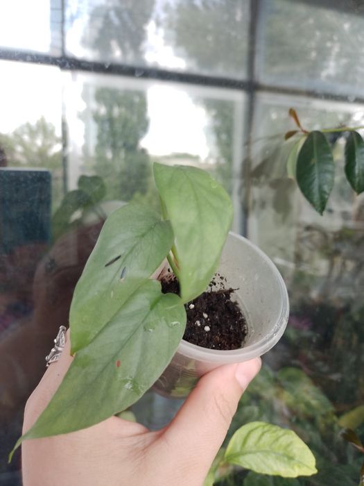 Монстера адансоні вкорінений монстера себі блю