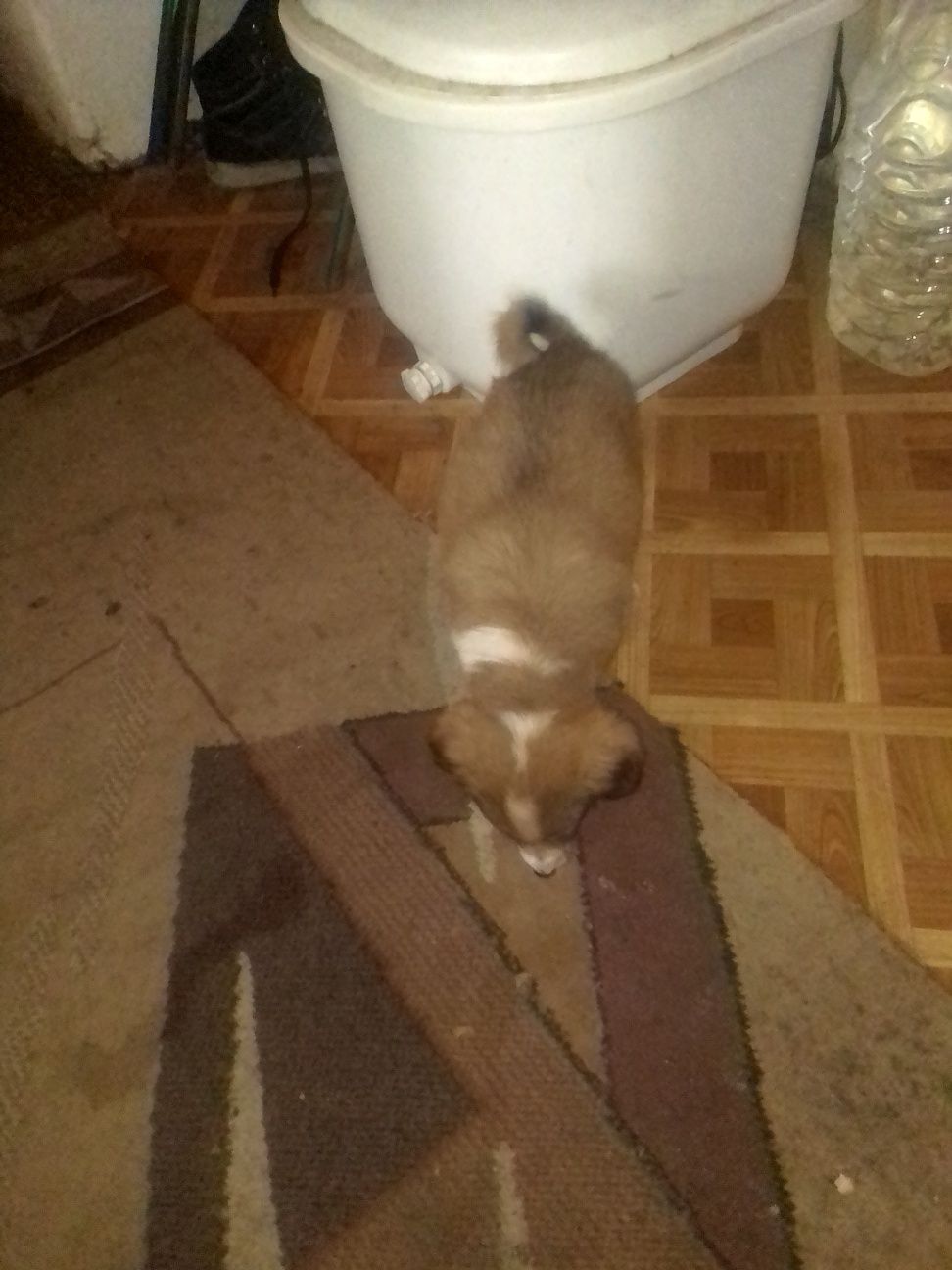 Отдам маленькую собачку
