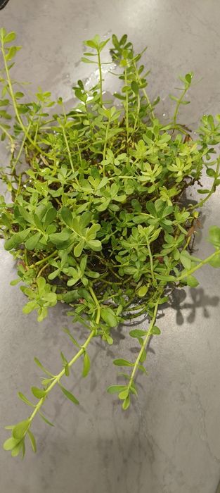 Bacopa Monieri duża kępa , ukorzeniona