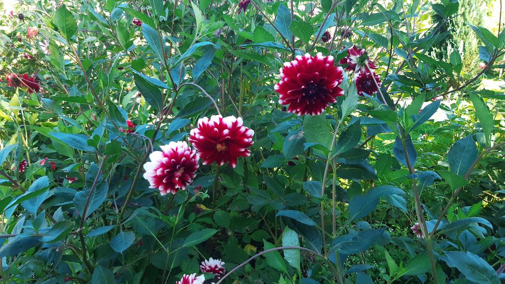 Karpy dalii(georginii) oddam