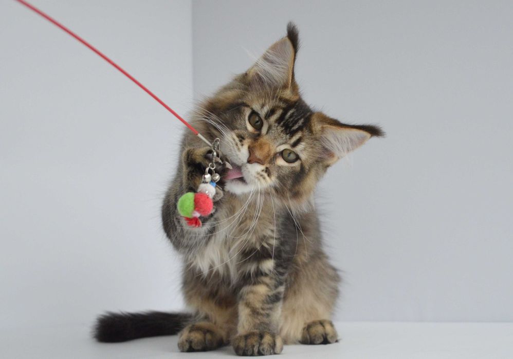 Мейн кун . Мальчик Нильс 3 мес.