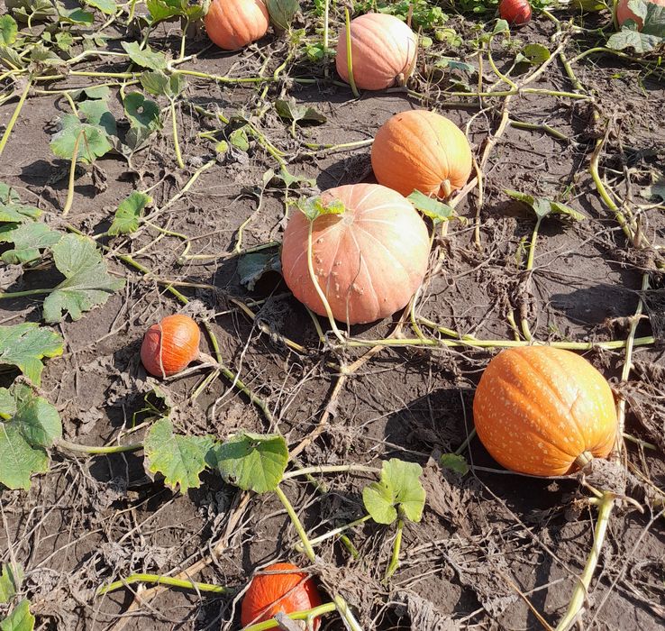 Niepryskane, zdrowe i kolorowe dynie z ogródka