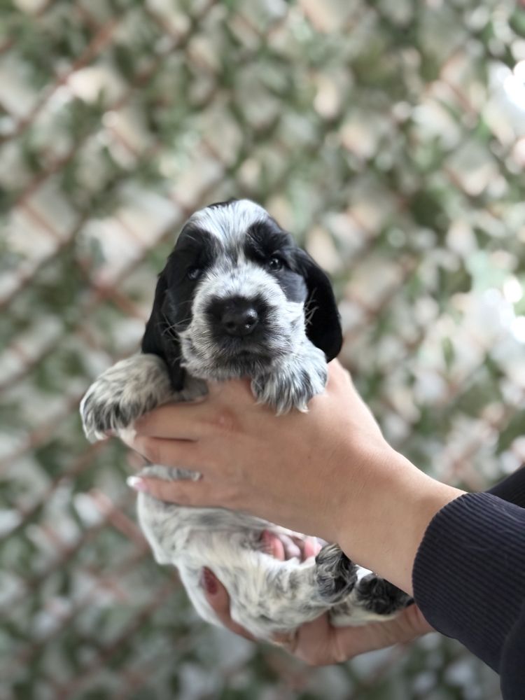 Cocker spaniel angielski (suczka) ZKwP/FCI