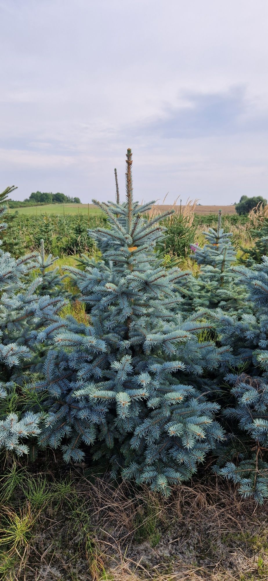 Jodła kaukaska cięta, choinki, 200-270cm, producent