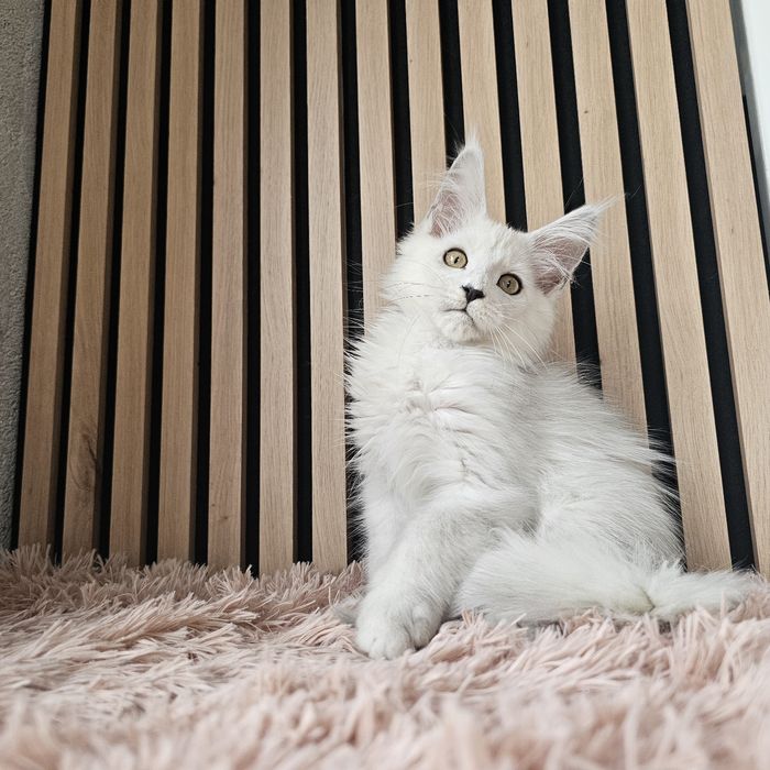 Kocurek Maine coon rodowód fpl hodowlany do hodowli
