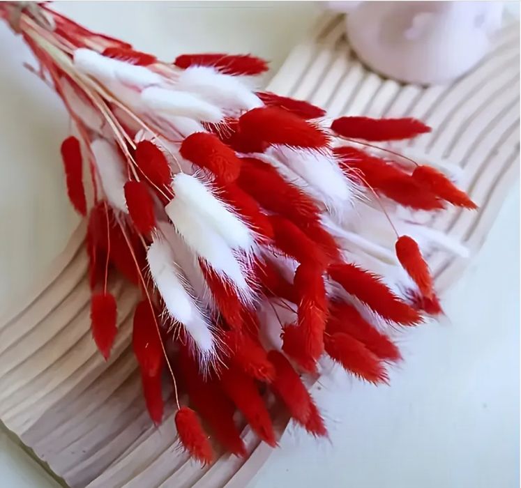 Trawa królicza pampasowa 64 szt