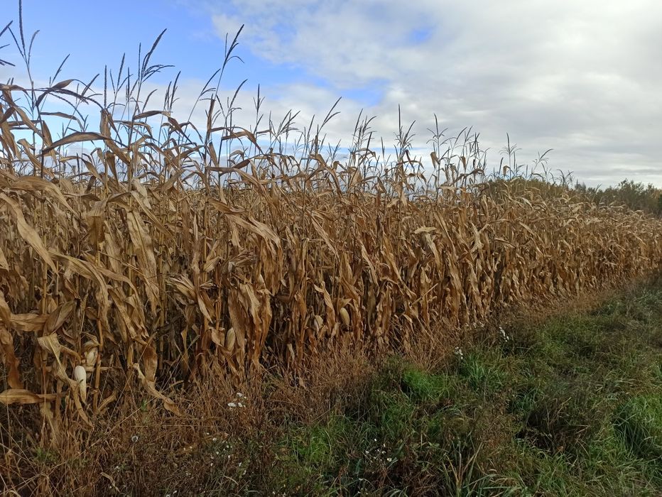 Ziarno kukurydzy 2,8ha