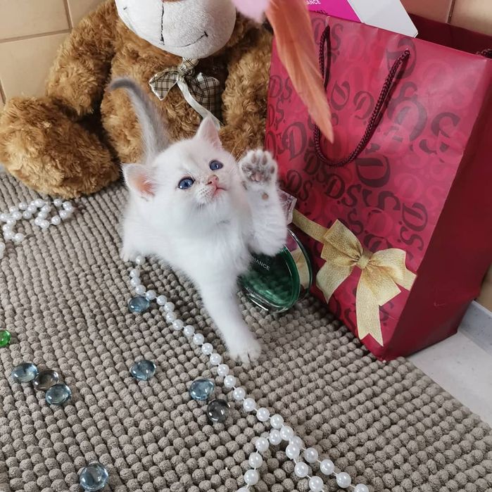 Британская золотая шиншилла