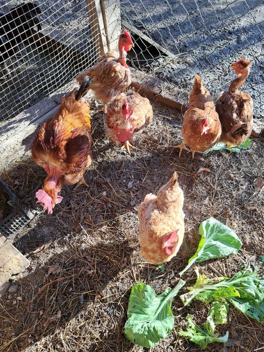 Galinhas com 2 e 3 anos.