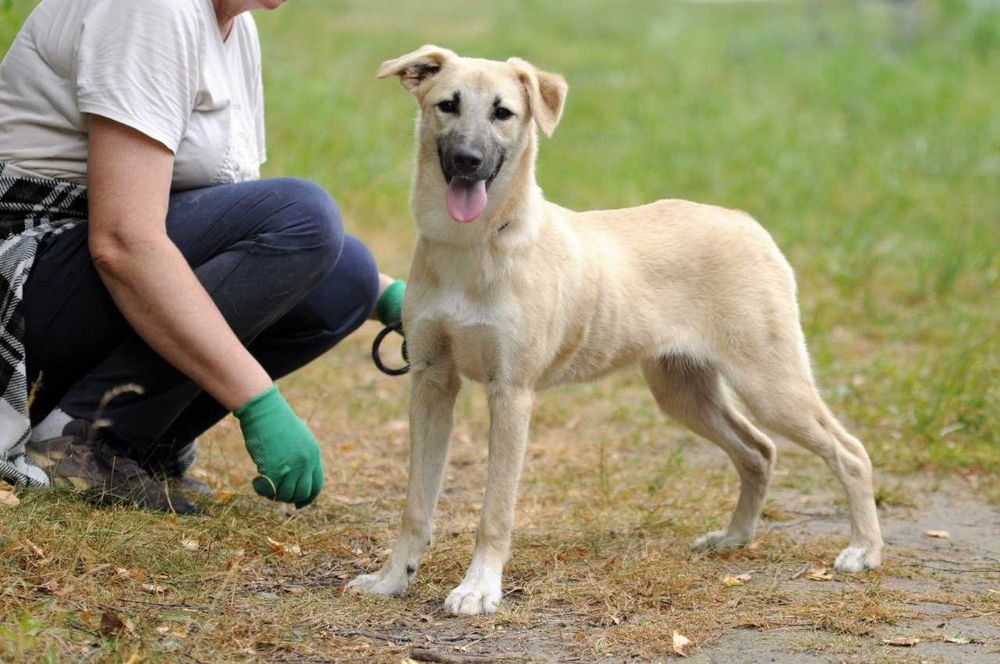 Дюна, собаця дівчинка 8 міс., лагідна як сонце, щеня