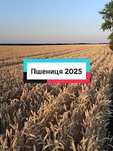 Продам пшеницю 45 тонн