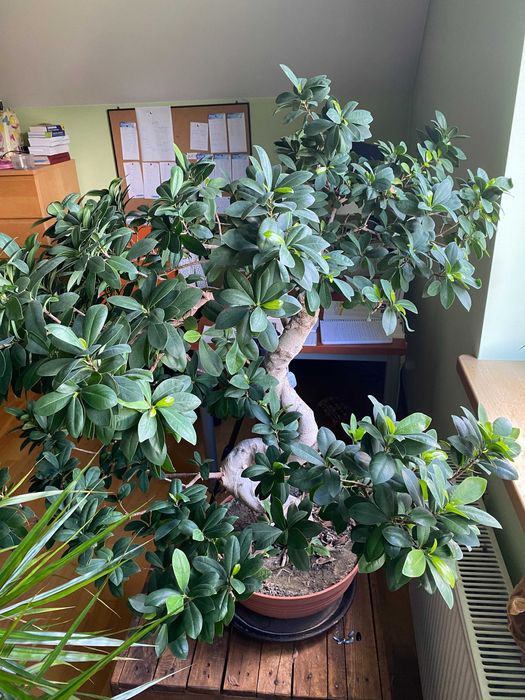 Ficus Bonsai microcarpa 100 cm